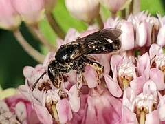 Lasioglossum pectorale