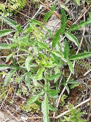Bituminaria