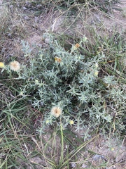 Heterotheca villosa villosa