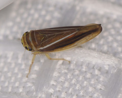 Idiodonus kennicotti