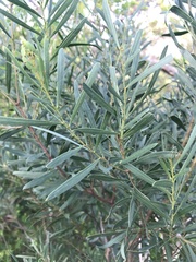 Acacia uncifolia