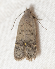 Anacampsis comparanda