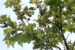 Platanus