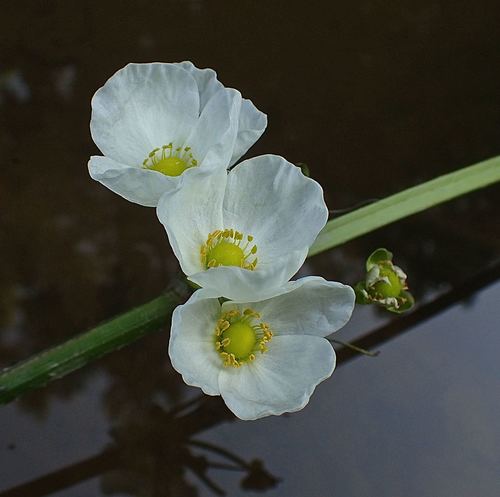 Echinodorus