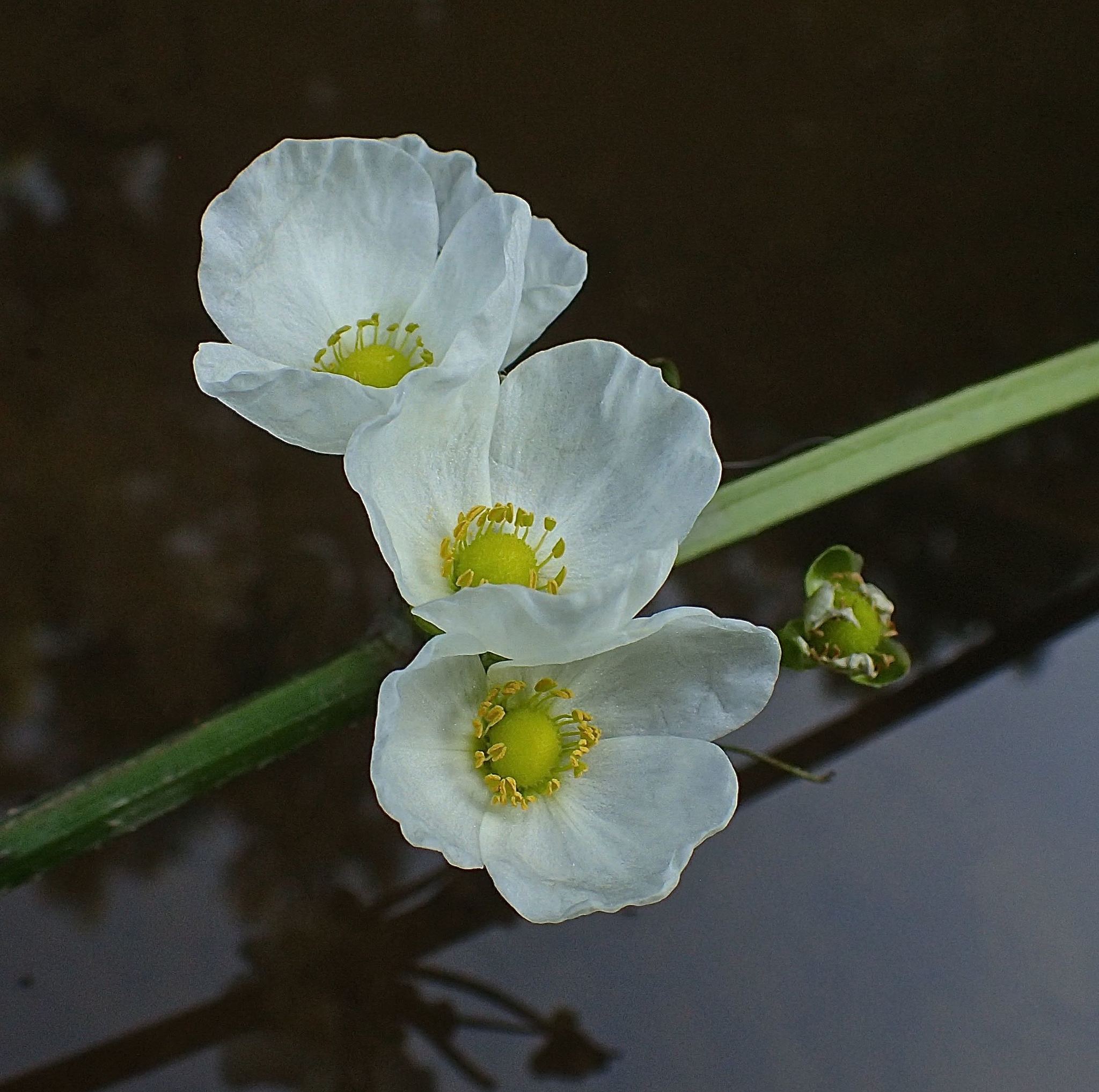 Echinodorus