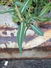 Lactuca serriola