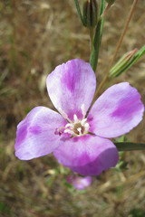 Clarkia purpurea viminea