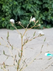 Lactuca serriola