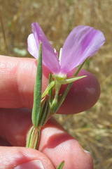 Clarkia purpurea viminea