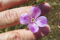 Clarkia purpurea viminea