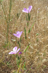 Clarkia purpurea viminea