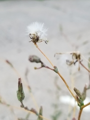 Lactuca serriola