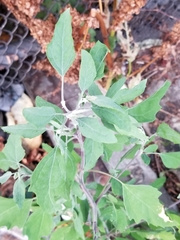 Chenopodium album