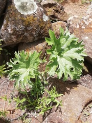 Psacalium peltatum
