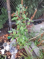 Chenopodium album