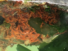 Watersipora subtorquata