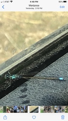 Ischnura cervula