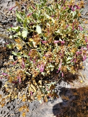 Penstemon petiolatus