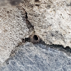 Dialictus