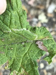 Phytomyza syngenesiae group