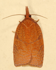 Cenopis directana