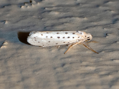 Yponomeuta multipunctella