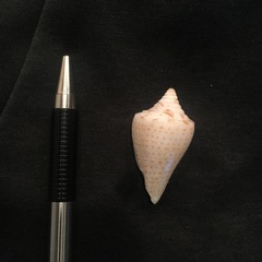Conus sennottorum