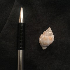 Cancellaria reticulata