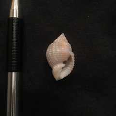 Cancellaria reticulata