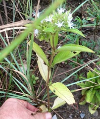 Virectaria multiflora image