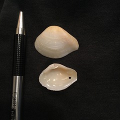 Kalolophus speciosus