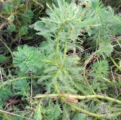 Myriophyllum aquaticum