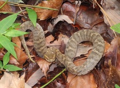 Gloydius ussuriensis