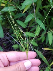 Juncus anthelatus