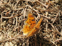 Polygonia satyrus satyrus