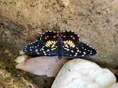 Chlosyne melitaeoides melitaeoides