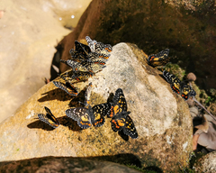 Chlosyne melitaeoides melitaeoides