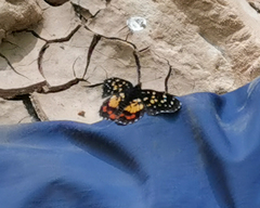 Chlosyne melitaeoides melitaeoides