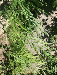 Gleditsia triacanthos