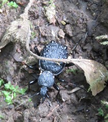 Cychrus tuberculatus