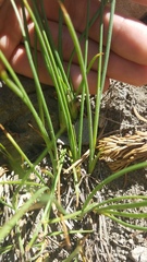 Juncus chlorocephalus