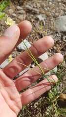 Juncus chlorocephalus