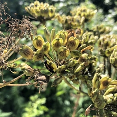 Tordylieae