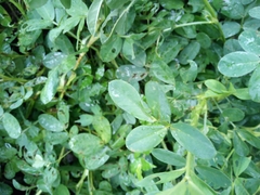 Arachis monticola