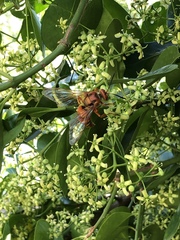 Sphecius