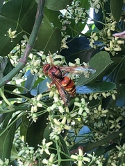Sphecius