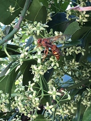 Sphecius
