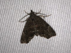 Cutina aluticolor