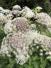 Angelica pubescens