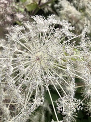 Angelica pubescens